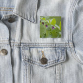 USA, Alaska, Glacier Bay National Park. Button (Beispiel)