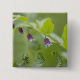 USA, Alaska, Glacier Bay National Park. Button