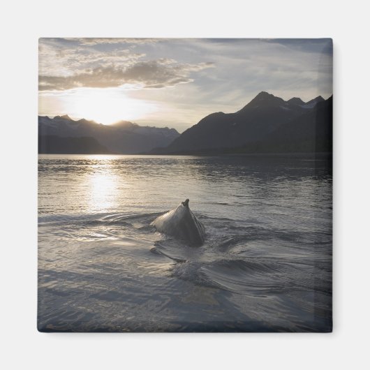 USA, Alaska, Glacier Bay National Park, Magnet (Vorne)