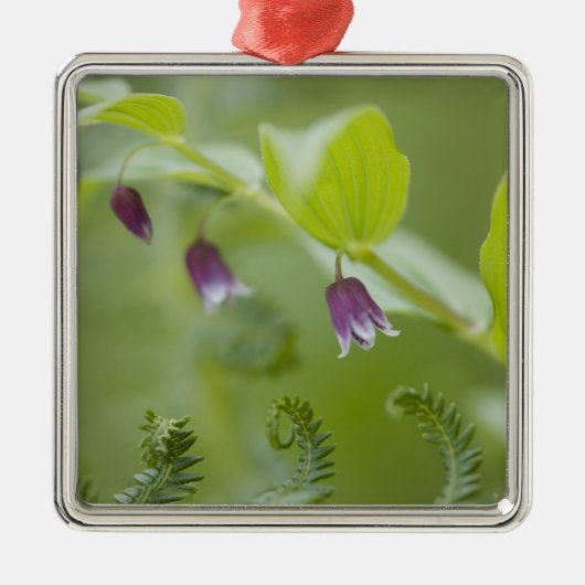 USA, Alaska, Glacier Bay National Park. Silbernes Ornament (Vorne)