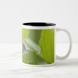 USA, Alaska, Glacier-Bay-Nationalpark. Zweifarbige Tasse