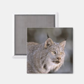 USA, Alaska, Haines. Lynx (Felis 2 Magnet (Vorderseite/Rückseite)