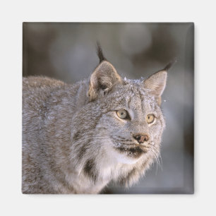 USA, Alaska, Haines. Lynx (Felis 2 Magnet