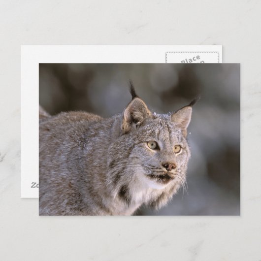 USA, Alaska, Haines. Lynx (Felis 2 Postkarte (Vorne/Hinten)