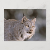 USA, Alaska, Haines. Lynx (Felis 2 Postkarte (Vorderseite)