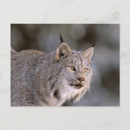 USA, Alaska, Haines. Lynx (Felis 2 Postkarte (Vorderseite)