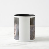 USA, Alaska, Haines. Lynx (Felis 2 Tasse (Zentrum)