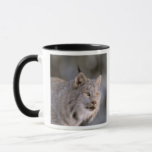USA, Alaska, Haines. Lynx (Felis 2 Tasse