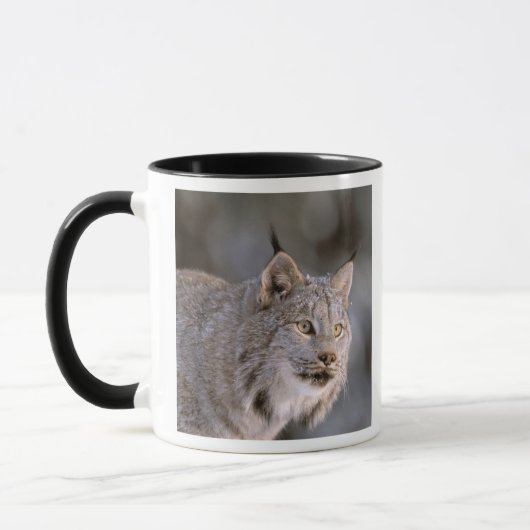 USA, Alaska, Haines. Lynx (Felis 2 Tasse (Links)