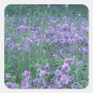 USA, Alaska, Hillberg Lake Wilderness Wildnis Quadratischer Aufkleber