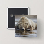 USA, Alaska, Katmai National Park, Brown Bear Button (Vorne & Hinten)