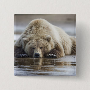 USA, Alaska, Katmai National Park, Brown Bear Button