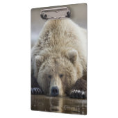USA, Alaska, Katmai National Park, Brown Bear Klemmbrett (Links)
