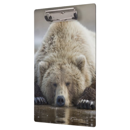 USA, Alaska, Katmai National Park, Brown Bear Klemmbrett (Links)