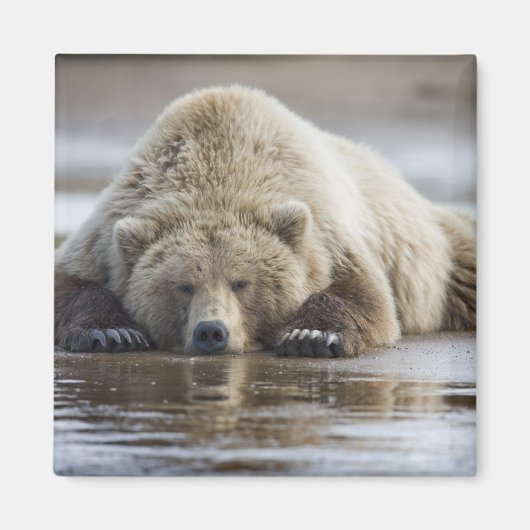 USA, Alaska, Katmai National Park, Brown Bear Magnet (Vorne)