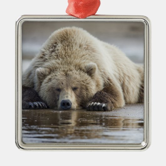 USA, Alaska, Katmai National Park, Brown Bear Ornament Aus Metall (Vorne)