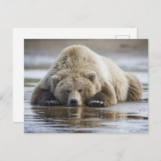 USA, Alaska, Katmai National Park, Brown Bear Postkarte (Vorne/Hinten)