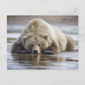 USA, Alaska, Katmai National Park, Brown Bear Postkarte (Vorderseite)