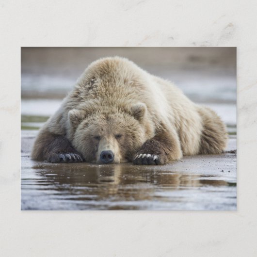 USA, Alaska, Katmai National Park, Brown Bear Postkarte (Vorderseite)