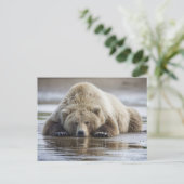 USA, Alaska, Katmai National Park, Brown Bear Postkarte (Stehend Vorderseite)