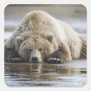 USA, Alaska, Katmai National Park, Brown Bear Quadratischer Aufkleber