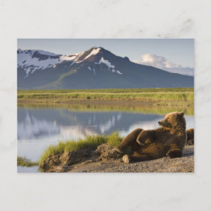 USA, Alaska, Katmai National Park, Brown Bears 2 Postkarte