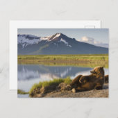 USA, Alaska, Katmai National Park, Brown Bears 2 Postkarte (Vorne/Hinten)