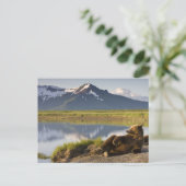 USA, Alaska, Katmai National Park, Brown Bears 2 Postkarte (Stehend Vorderseite)
