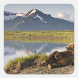 USA, Alaska, Katmai National Park, Brown Bears Quadratischer Aufkleber