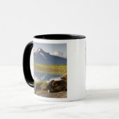 USA, Alaska, Katmai National Park, Brown Bears Tasse (Vorderseite Links)