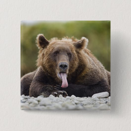 USA, Alaska, Katmai National Park, Kukak Bay, Button (Vorderseite)