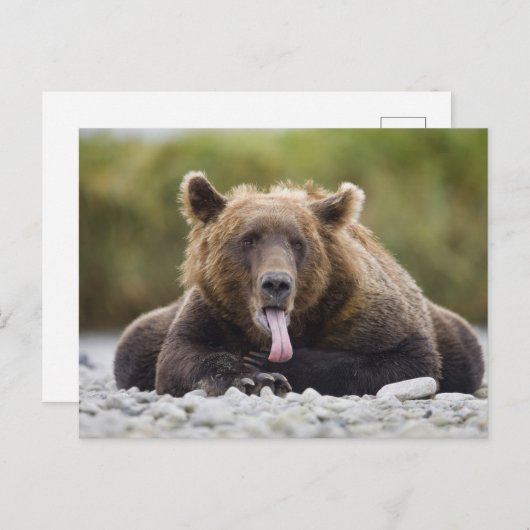 USA, Alaska, Katmai National Park, Kukak Bay, Postkarte (Vorne/Hinten)