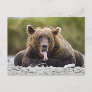 USA, Alaska, Katmai National Park, Kukak Bay, Postkarte