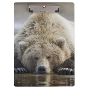 USA, Alaska, Katmai-Nationalpark, Braunbär Klemmbrett
