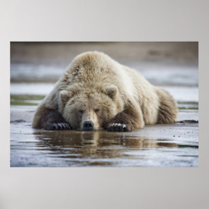 USA, Alaska, Katmai-Nationalpark, Braunbär Poster