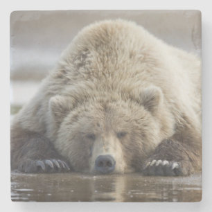 USA, Alaska, Katmai-Nationalpark, Braunbär Steinuntersetzer
