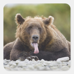 USA, Alaska, Katmai-Nationalpark, Kukak Bay, Quadratischer Aufkleber