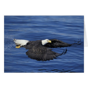 USA, Alaska, Kenai-Halbinsel Weißkopfseeadler