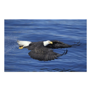 USA, Alaska, Kenai-Halbinsel Weißkopfseeadler Fotodruck