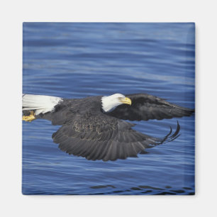 USA, Alaska, Kenai-Halbinsel Weißkopfseeadler Magnet