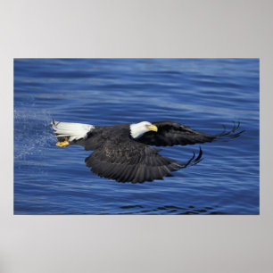 USA, Alaska, Kenai-Halbinsel Weißkopfseeadler Poster