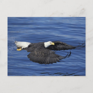 USA, Alaska, Kenai-Halbinsel Weißkopfseeadler Postkarte