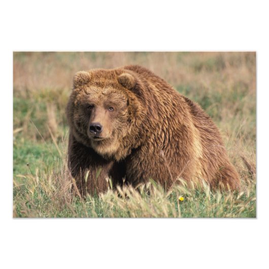 USA, Alaska, Kodiak Island, Fotodruck (Vorne)