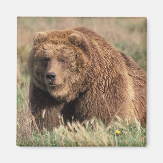 USA, Alaska, Kodiak Island, Magnet (Vorne)