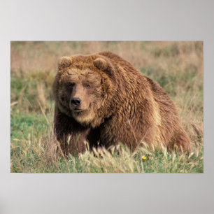 USA, Alaska, Kodiak Island, Poster