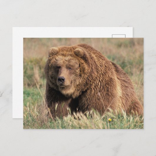 USA, Alaska, Kodiak Island, Postkarte (Vorne/Hinten)