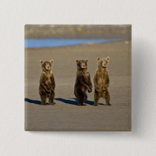 USA. Alaska. Küstenbraunbären-Jungtiere Button