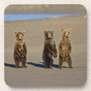 USA. Alaska. Küstenbraunbären-Jungtiere Getränkeuntersetzer