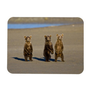 USA. Alaska. Küstenbraunbären-Jungtiere Magnet