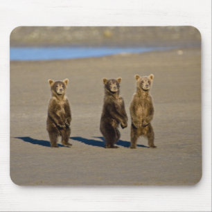 USA. Alaska. Küstenbraunbären-Jungtiere Mousepad